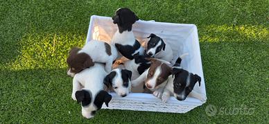 ULTIMI Cuccioli jack russell terrier