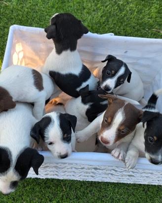 ULTIMI Cuccioli jack russell terrier