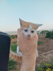 Adorabile gattino rosso maschietto