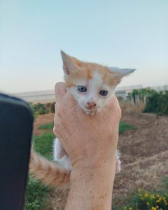 Adorabile gattino rosso maschietto