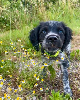 Epagneul breton un anno