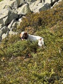 Setter inglese femmina del pizzo stella 5 mesi