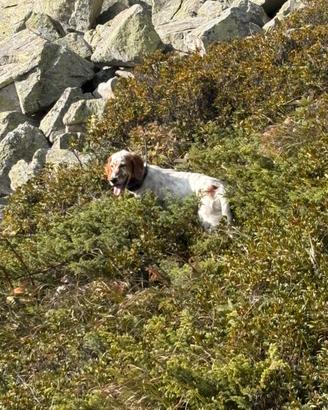 Setter inglese femmina del pizzo stella 5 mesi