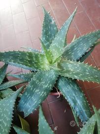 Piantine aloe vera maculata 