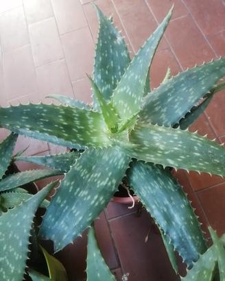 Piantine aloe vera maculata 