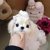 Maltese coreano maschio disponibile