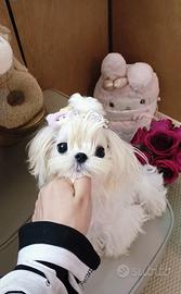 Maltese coreano maschio disponibile