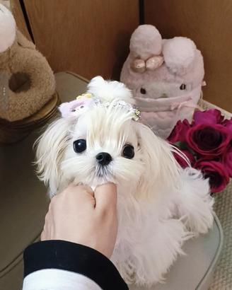 Maltese coreano maschio disponibile