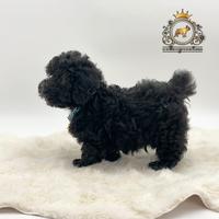 Stupendo maschietto Barboncini Black