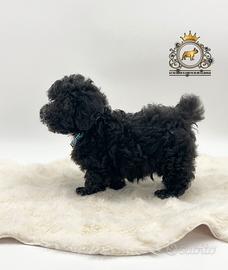 Stupendo maschietto Barboncini Black