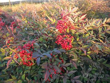 6 piante di Nandina Domestica adulta