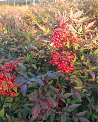 6 piante di Nandina Domestica adulta