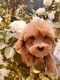 Vasta scelta di Maltipoo