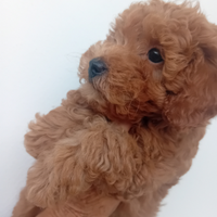 Barboncini cucciole disponibile