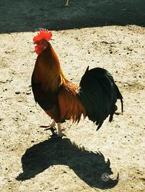 Galli galline