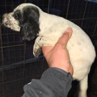 Cucciole setter inglese