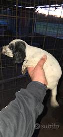 Cucciole setter inglese