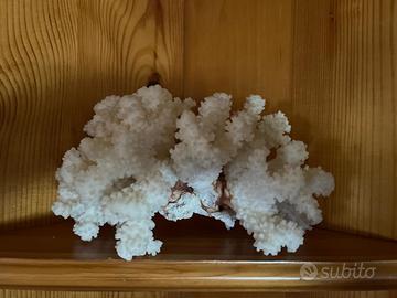 Corallo bianco