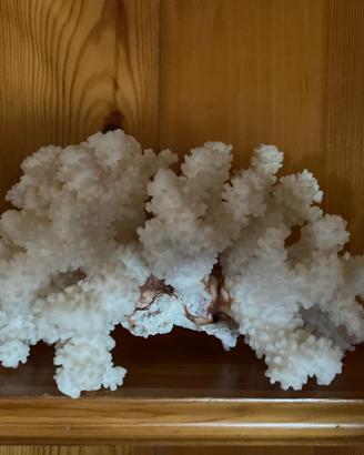 Corallo bianco