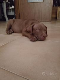 AMERICAN PIT BULL TERRIER  cucciola femmina 