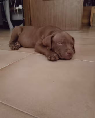 AMERICAN PIT BULL TERRIER  cucciola femmina 