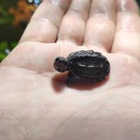 Sternotherus odoratus