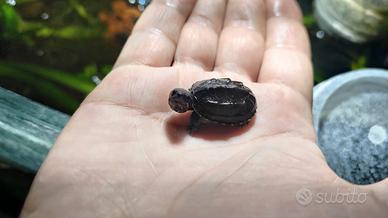 Sternotherus odoratus