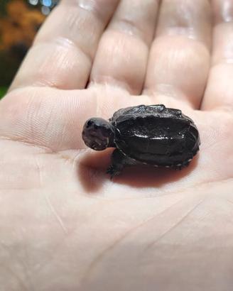 Sternotherus odoratus