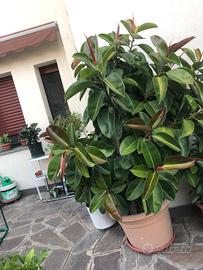 pianta ornamentale