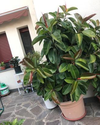 pianta ornamentale