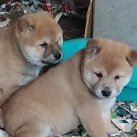 Shiba-inu