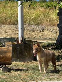 Husky