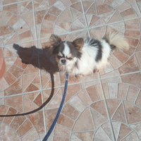 Chihuahua linea Russa