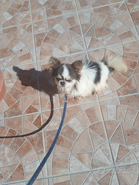 Chihuahua linea Russa