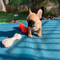 Cuccioli bulldog francese femmine