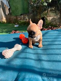 Cuccioli bulldog francese femmine