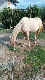 Quarter horse