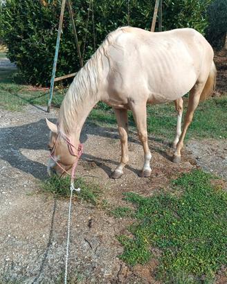 Quarter horse