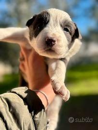 Cuccioli Border collie