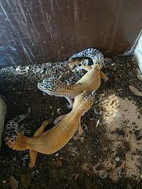 gechi leopardini 