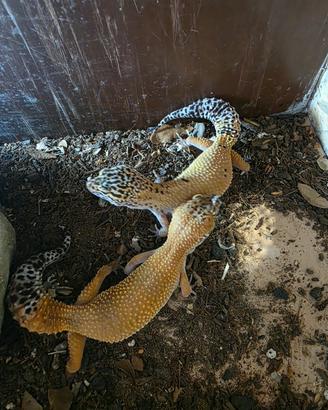 gechi leopardini 