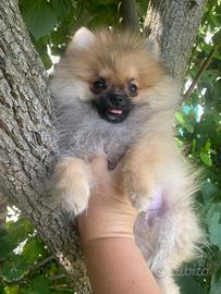 Spitz Pomerania Nano
