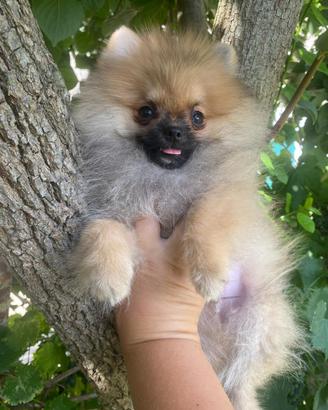 Spitz Pomerania Nano