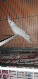 Calopsite femmina albina