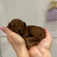 Mini Toy con pedigree ENCI