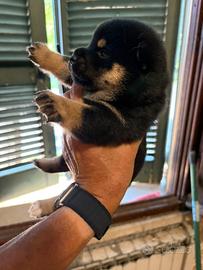 Cuccioli Shiba