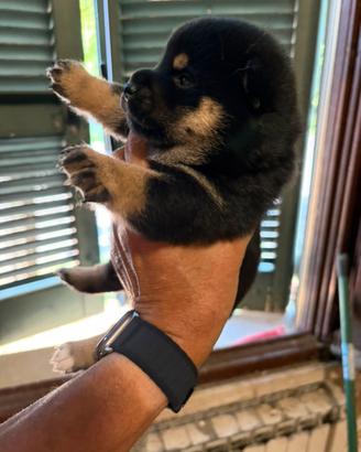Cuccioli Shiba