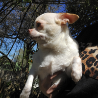 Chihuahua con pedigree enci