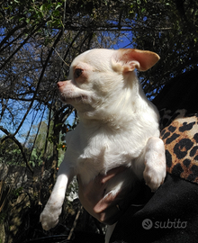 Chihuahua con pedigree enci