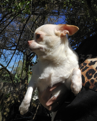 Chihuahua con pedigree enci